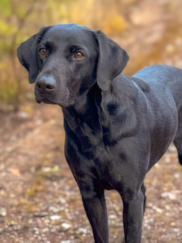 Lakefox Gundogs Maryland "Mary"